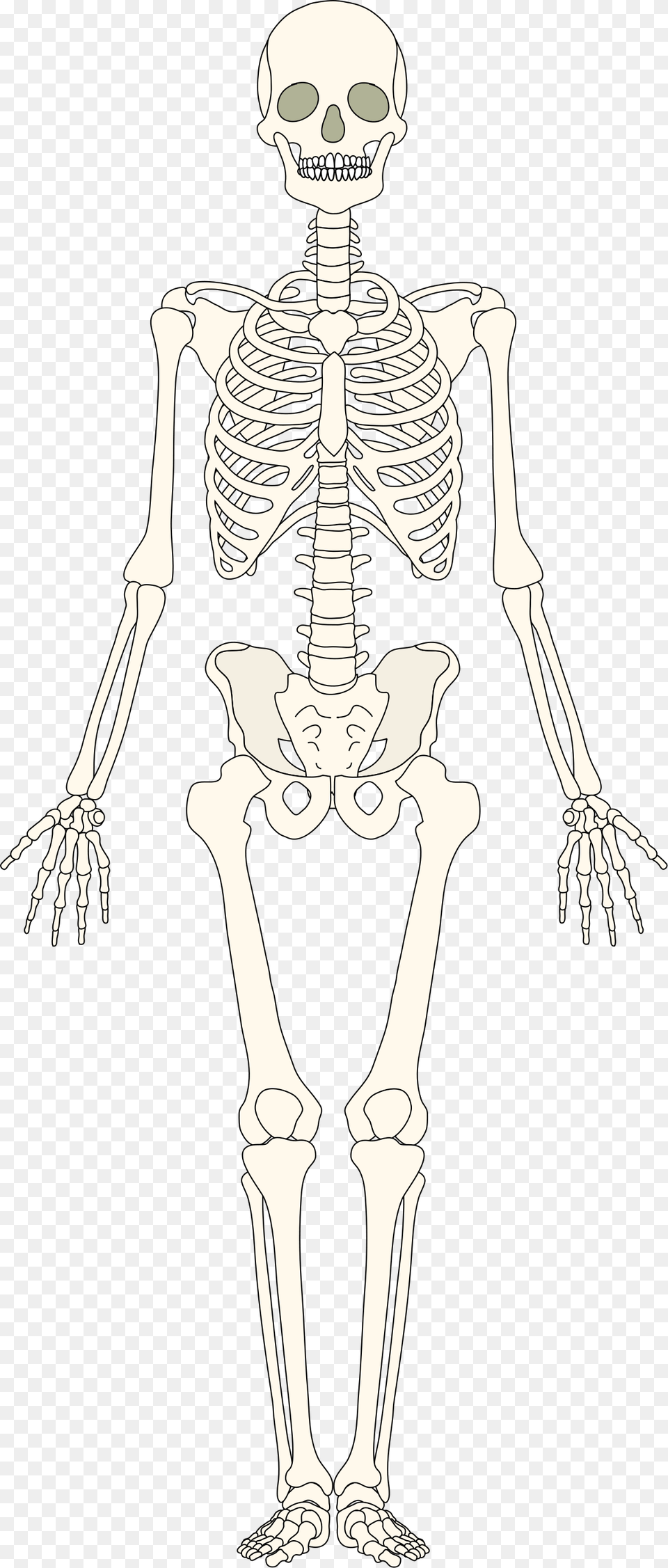 Human Bones Human Bones, Skeleton, Person, Face, Head Free Png