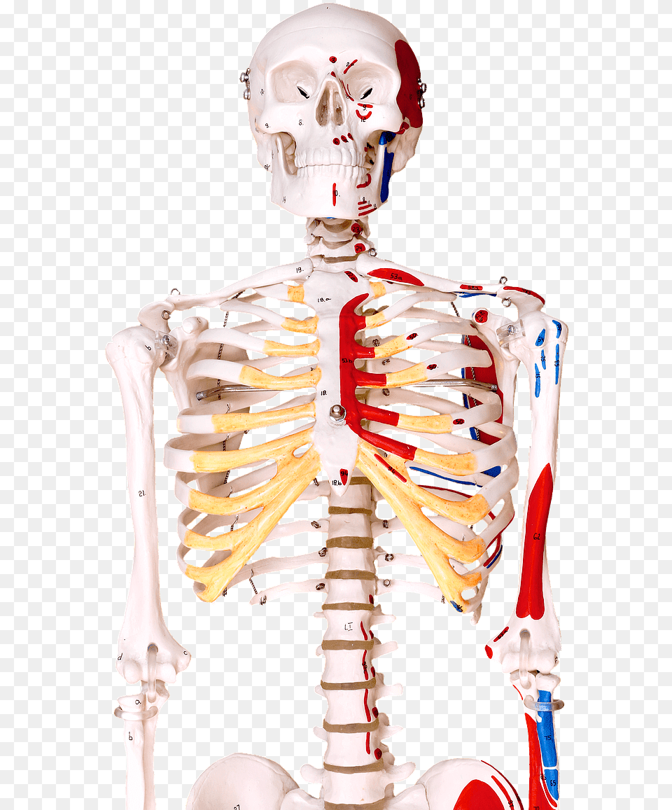 Human Bones Human Skeleton, Adult, Female, Person, Woman Png Image