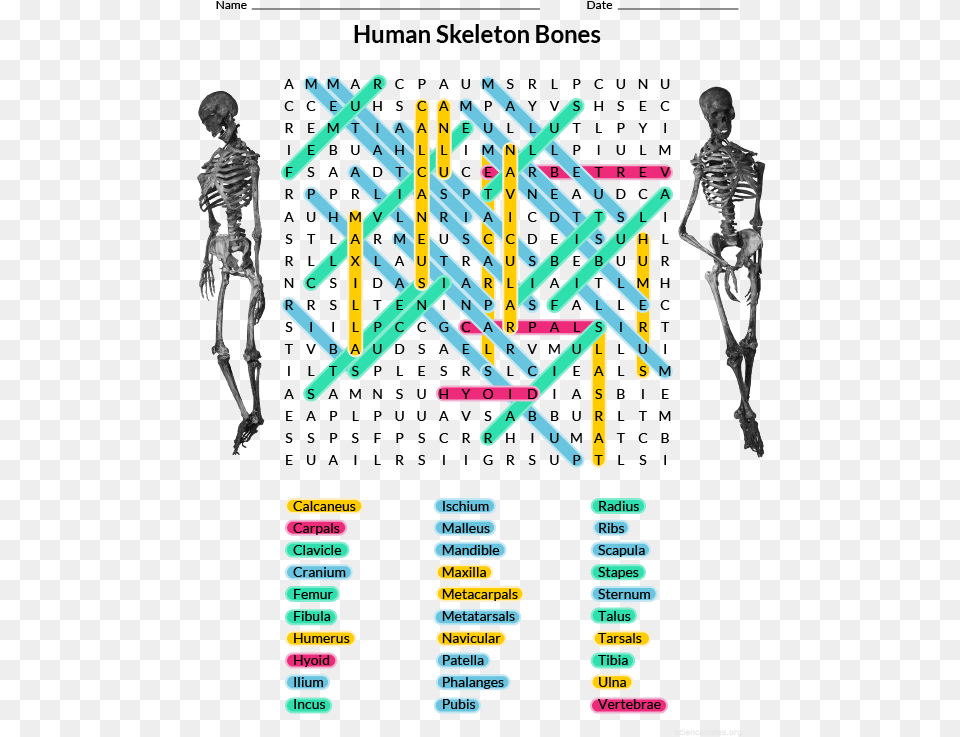 Human Bones Word Search Answers, Adult, Male, Man, Person Png Image
