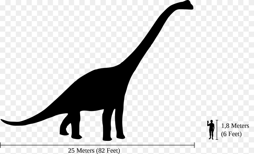 Human Brachiosaurus Size Comparison, Gray Free Png Download