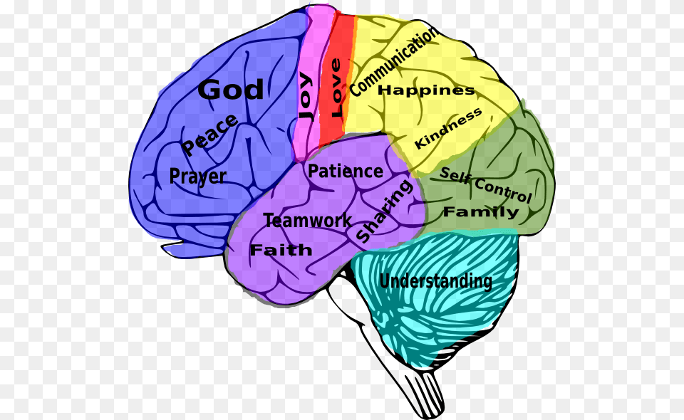 Human Brain And Social Media, Baby, Person Png Image