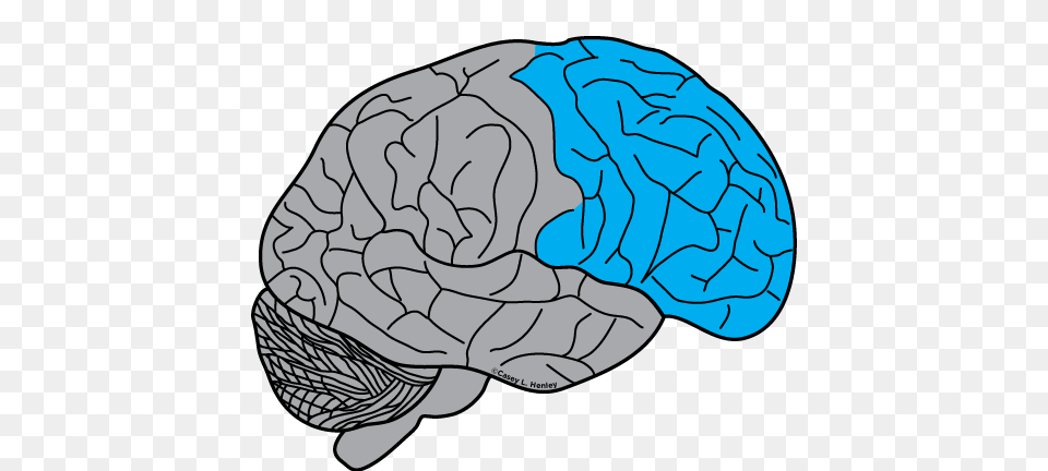 Human Brain Casey Henley Phd, Cap, Clothing, Hat, Baby Free Transparent Png