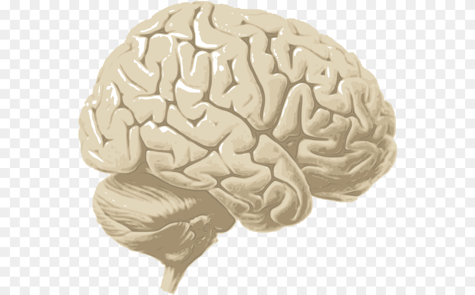 Human Brain Cerebrum Free Png Download