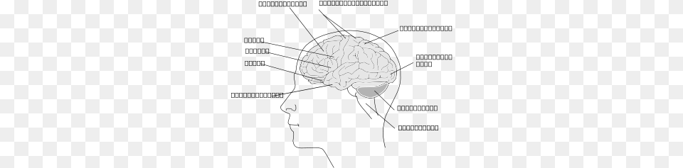 Human Brain Clip Arts Human, Ct Scan, Art, Astronomy, Moon Free Png Download