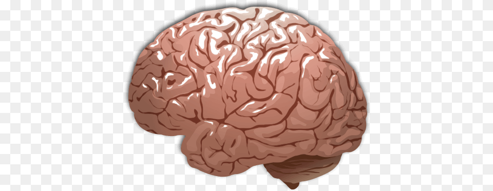Human Brain Color Human Brain Transparent Background, Mineral, Animal, Nature, Outdoors Free Png