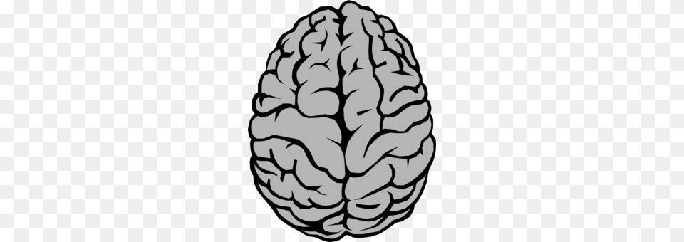 Human Brain Drawing, Person, Head, Produce, Plant Png