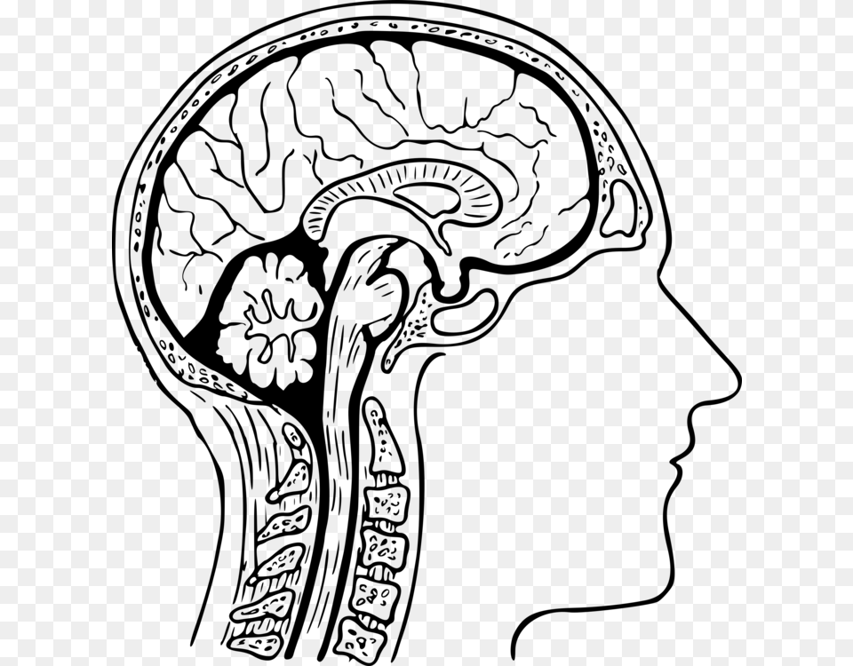 Human Brain Drawing Diagram Nervous System, Gray Png Image