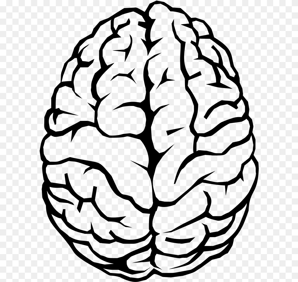 Human Brain Drawing Line Brain Outline Background, Gray Free Png Download