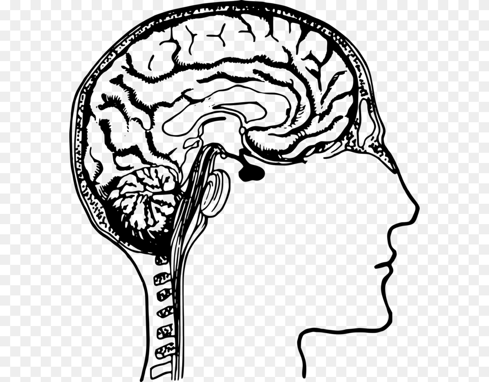 Human Brain Human Body Human Head Drawing, Gray Png Image