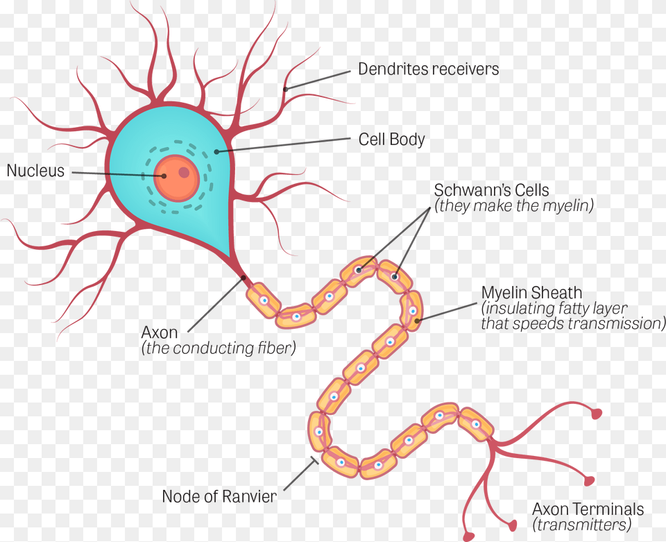 Human Brain Neuron Diagram Png Image