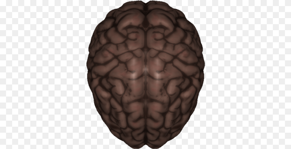 Human Brain No Labels Illustration, Produce, Food, Nut, Person Free Png Download