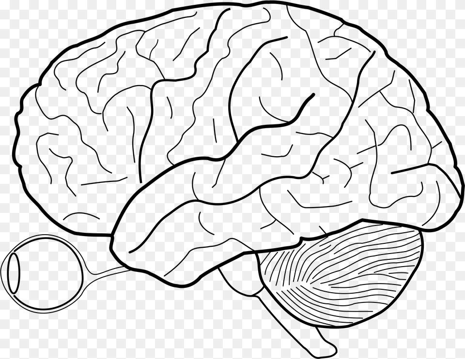 Human Brain Sketch With Eyes And Cerebrellum Blank Cerebral Cortex Diagram, Gray Png Image