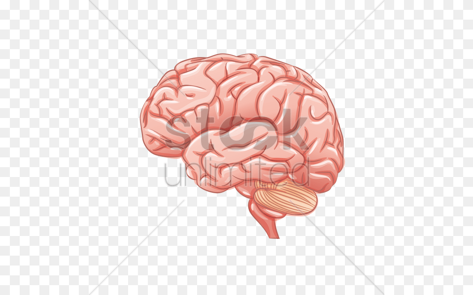 Human Brain Vector Image, Animal, Mammal, Pig Free Transparent Png