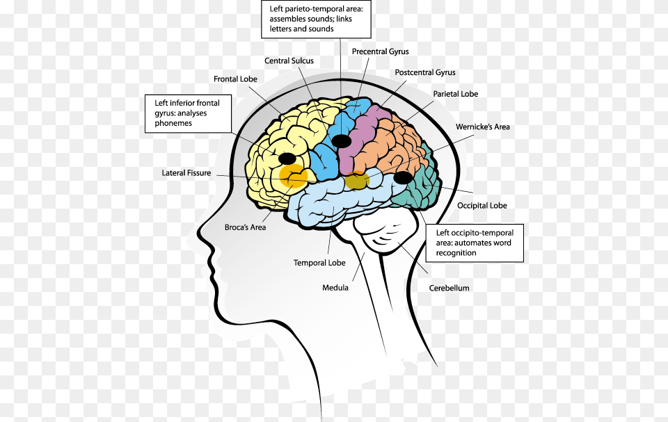 Human Brain With Head, Body Part, Face, Neck, Person Free Png Download