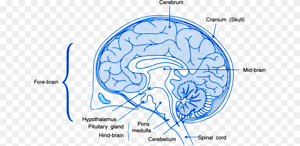 Human Brain With Name Download Human Brain Class, Ct Scan, Diagram Free Transparent Png