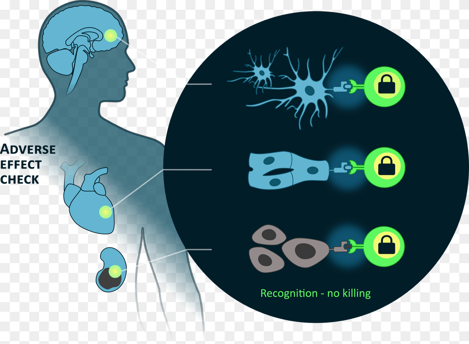 Human C Src Kinase Overexpression Makes T Cells Dummy Circle, Adult, Female, Person, Woman Free Transparent Png