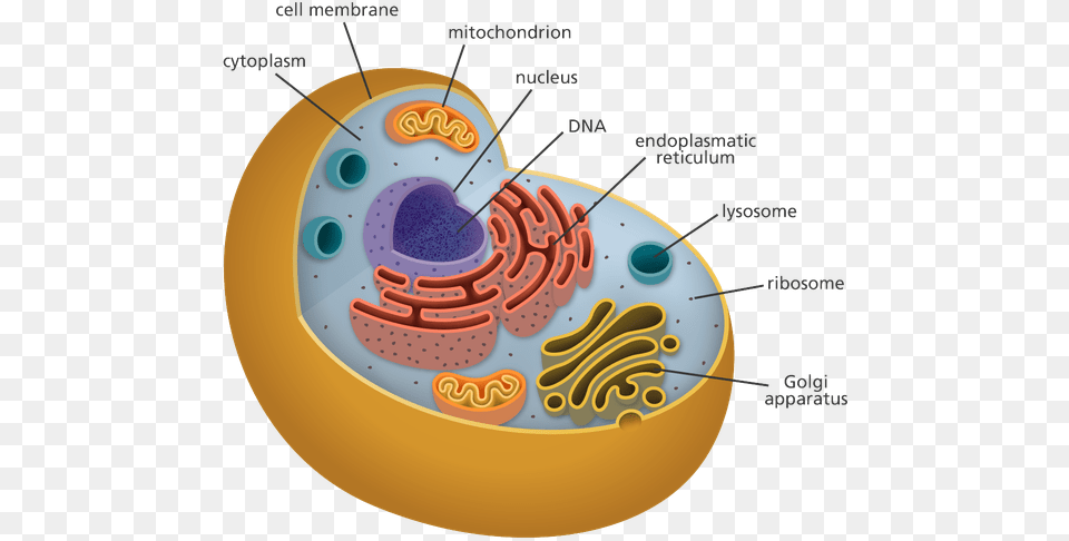 Human Cell Organelles Biology, Birthday Cake, Cake, Cream, Dessert Free Png Download