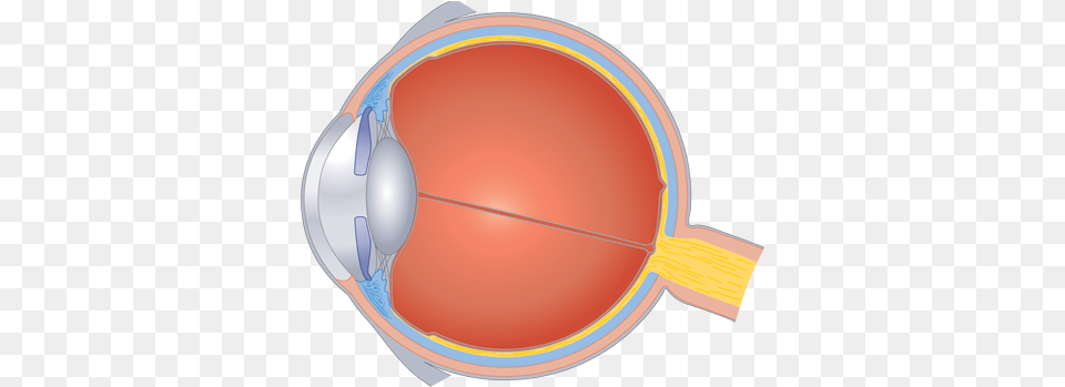 Human Centric Lighting Non Visual Photoreception In The Human Eye Structure Of Eye, Clothing, Hardhat, Helmet Free Png