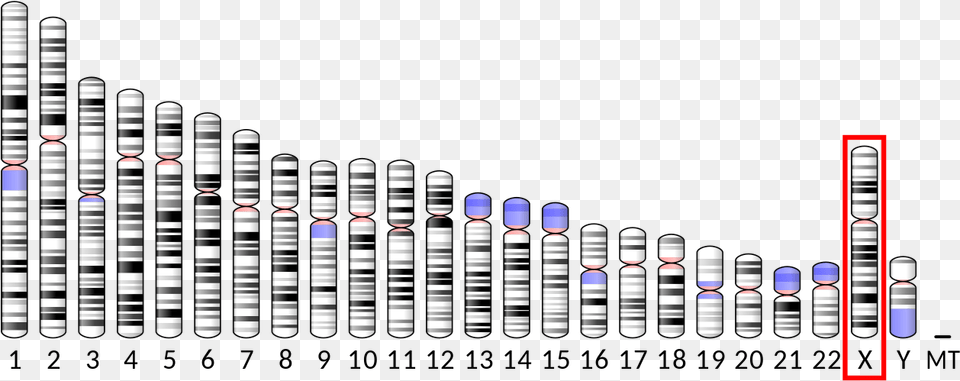 Human Chromosome Png