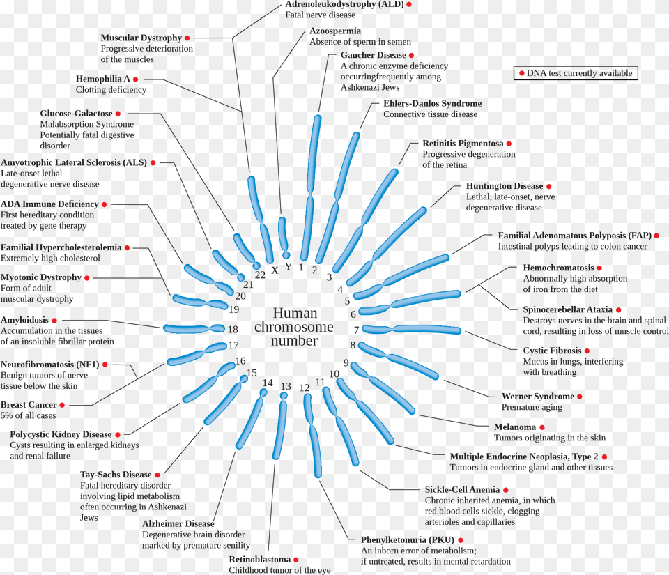 Human Chromosome Diseases Set En Chromosome Disease, Nature, Night, Outdoors Png Image