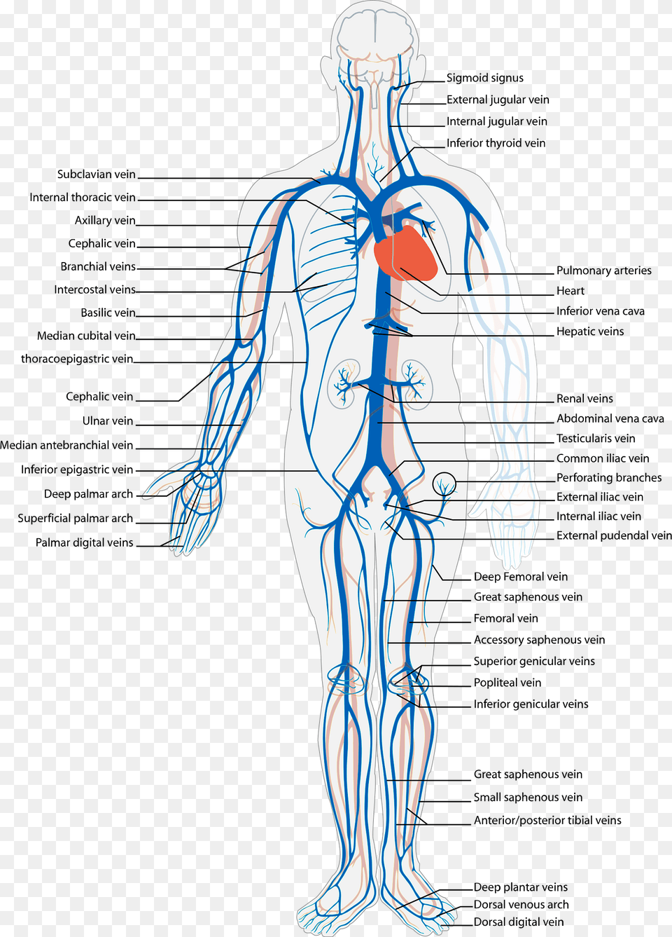 Human Clipart, Adult, Male, Man, Person Png Image