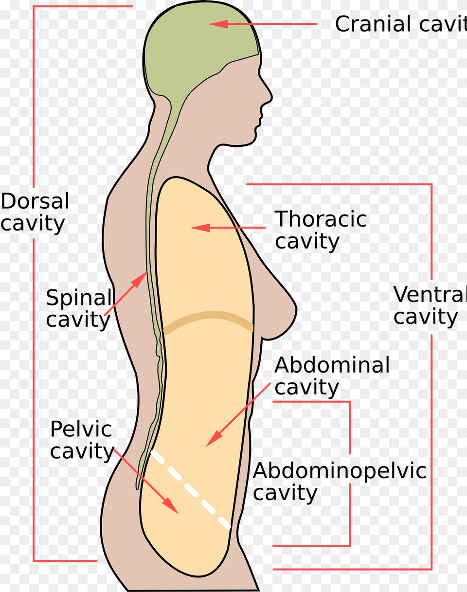 Human Clipart, Chart, Plot, Head, Body Part Free Png Download