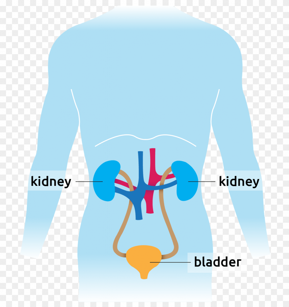 Human Diagram Showing Kidney And Bladder Graphic Design, Adult, Male, Man, Person Free Png