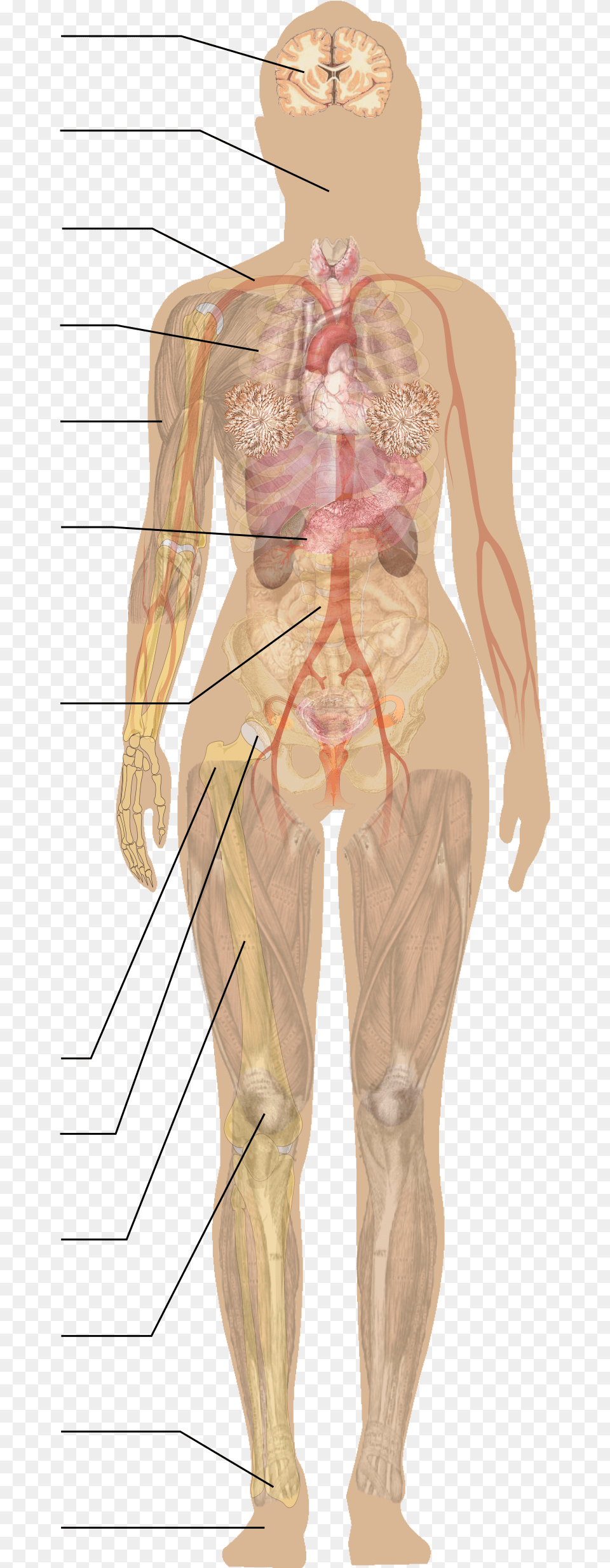 Human Diagram Without Labels, Adult, Male, Man, Person Png