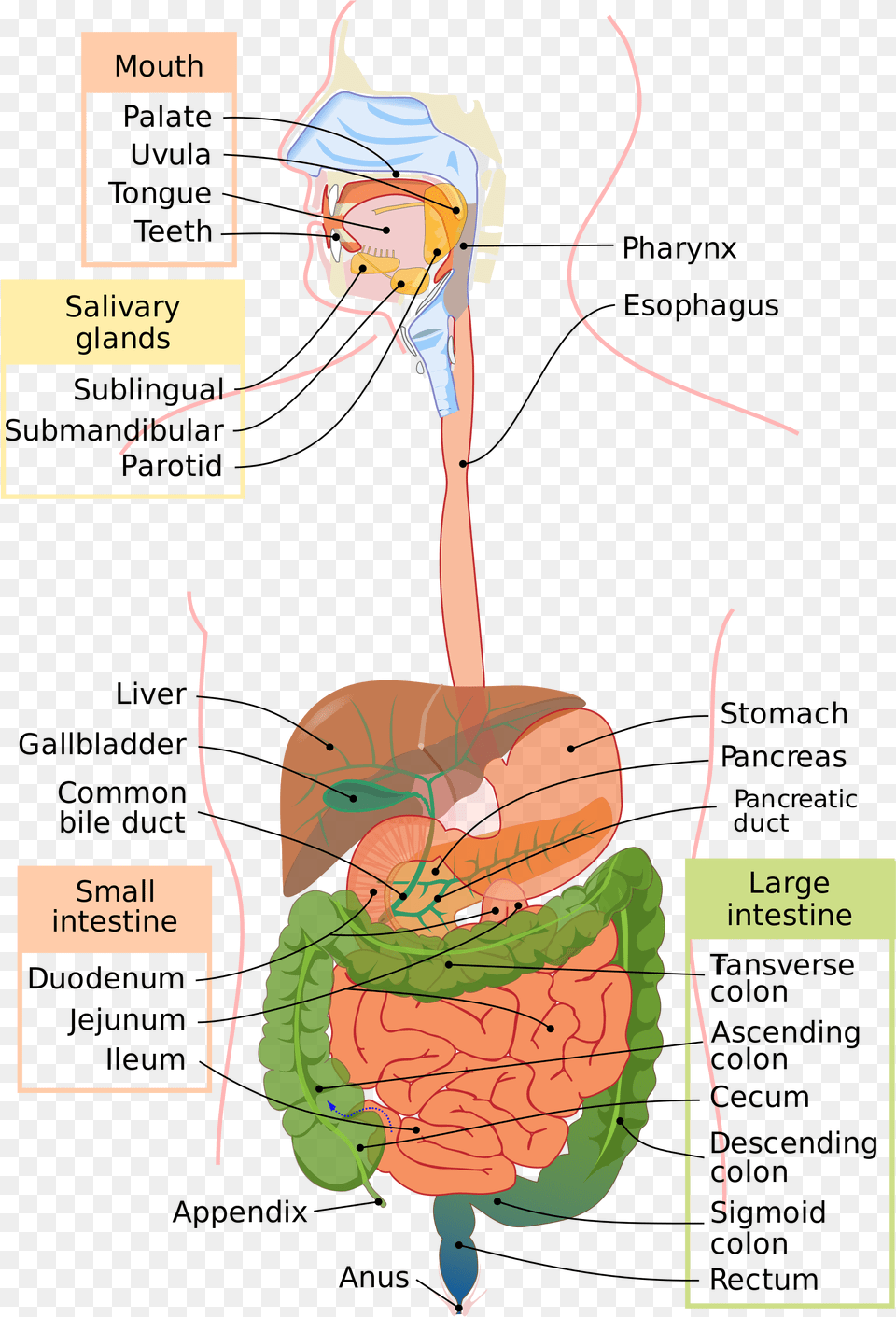 Human Digestive System Diagram Showing Mouth Oesophagus Gastrointestinal Tract, Book, Comics, Publication, Face Free Png Download