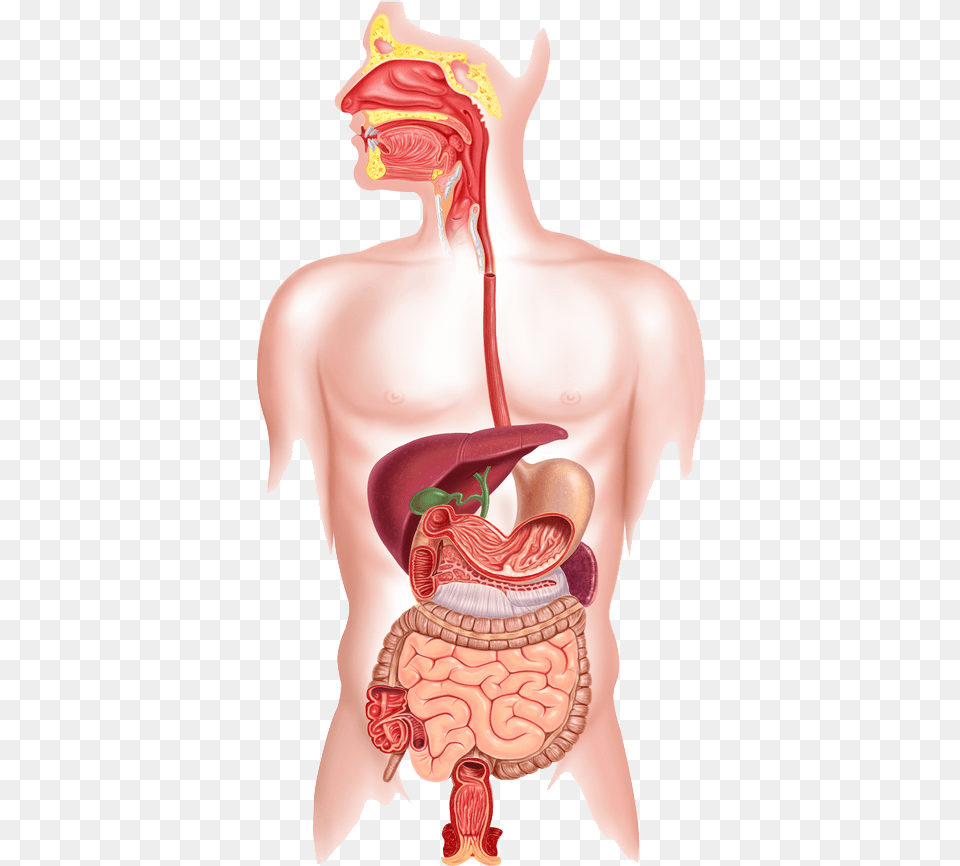Human Digestive System Happens If You Swallow Chewing Gum, Body Part, Stomach, Person, Torso Free Png Download
