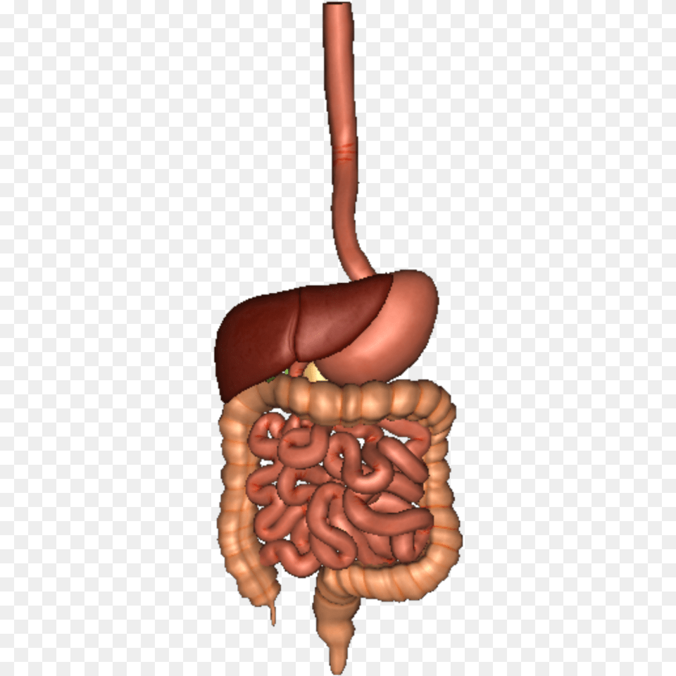 Human Digestive System Human Digestive System, Body Part, Stomach Free Png