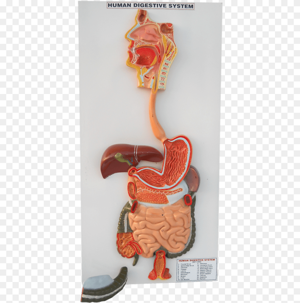 Human Digestive System Model Heart, Body Part, Stomach, Person, Torso Free Png