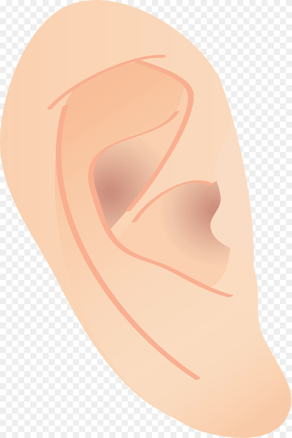 Human Ear Clipart, Body Part Png