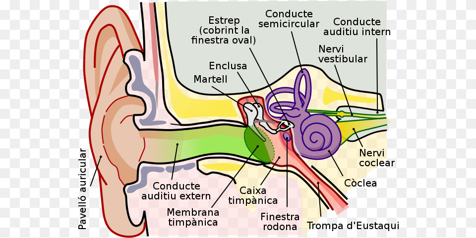 Human Ear Diagram, Body Part Free Transparent Png