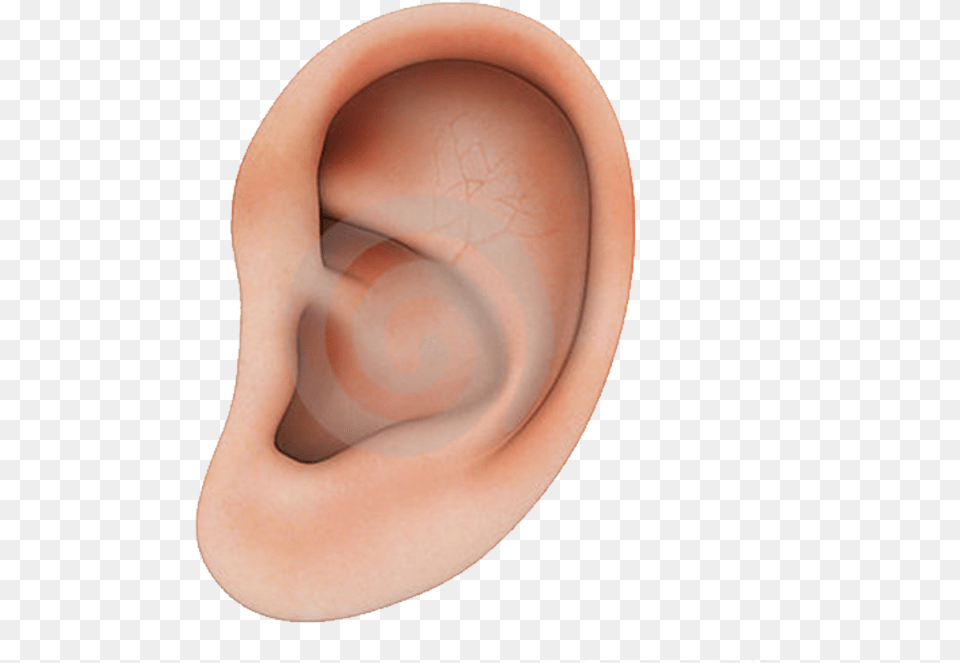 Human Ear Structure Human Ear Transparent Background, Body Part Free Png Download