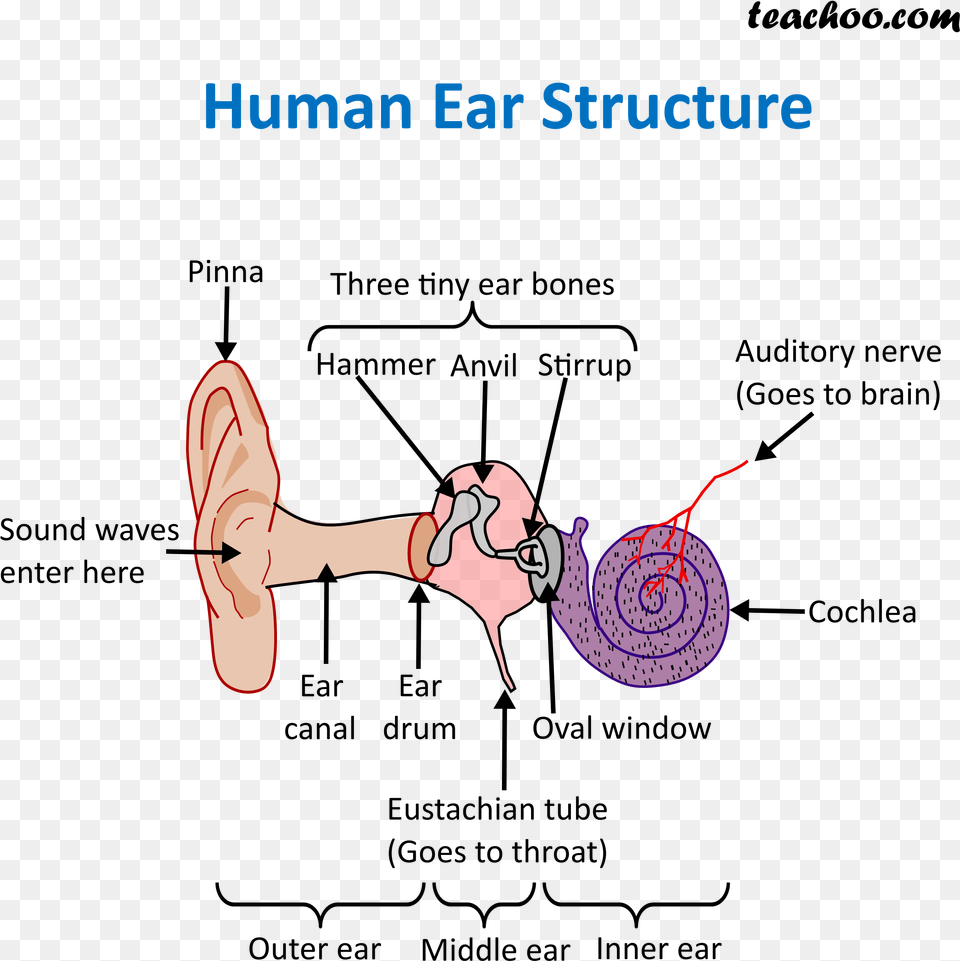 Human Ear Structure Structure Of Ear, Body Part, Hand, Person, Clothing Png