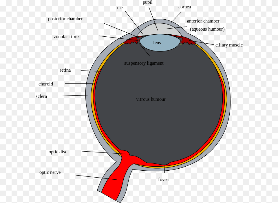 Human Eye, Racket Png