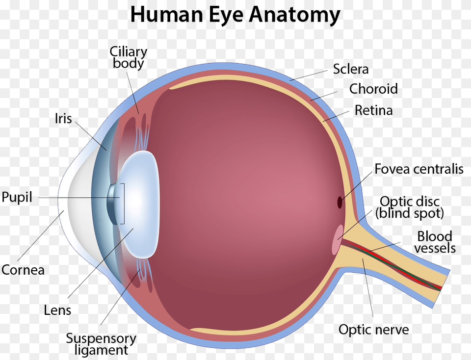 Human Eye Anatomy Eye Anatomy, Racket Png Image