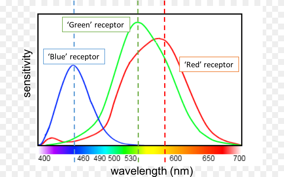 Human Eye Color Sensitivity, Chart, Plot Free Png