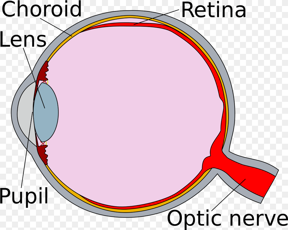 Human Eye Cross Section Detached Retina Diagram Of Eye Retina, Racket Png