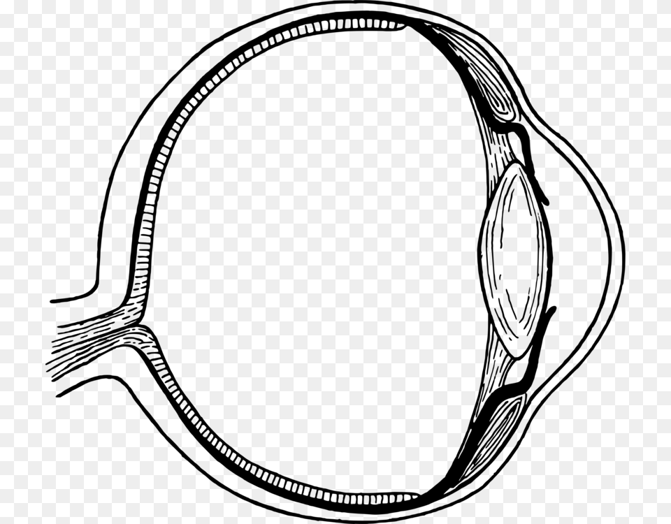 Human Eye Iris Diagram Mammalian Eye, Gray Free Transparent Png