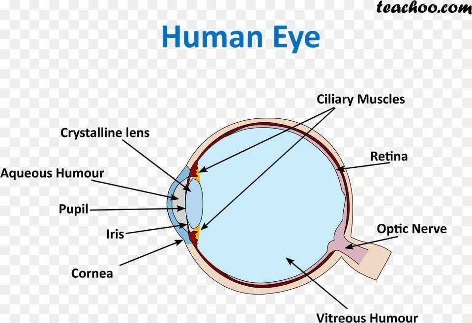 Human Eye Teachoo Png