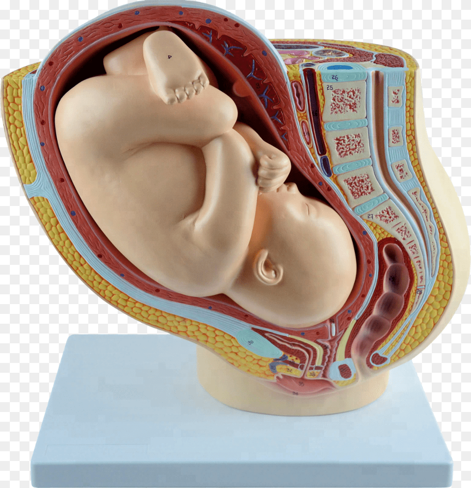 Human Female Pelvis Section With Fetus 40 Weeks Maqueta De Embarazo De Plastilina, Body Part, Person, Torso Png