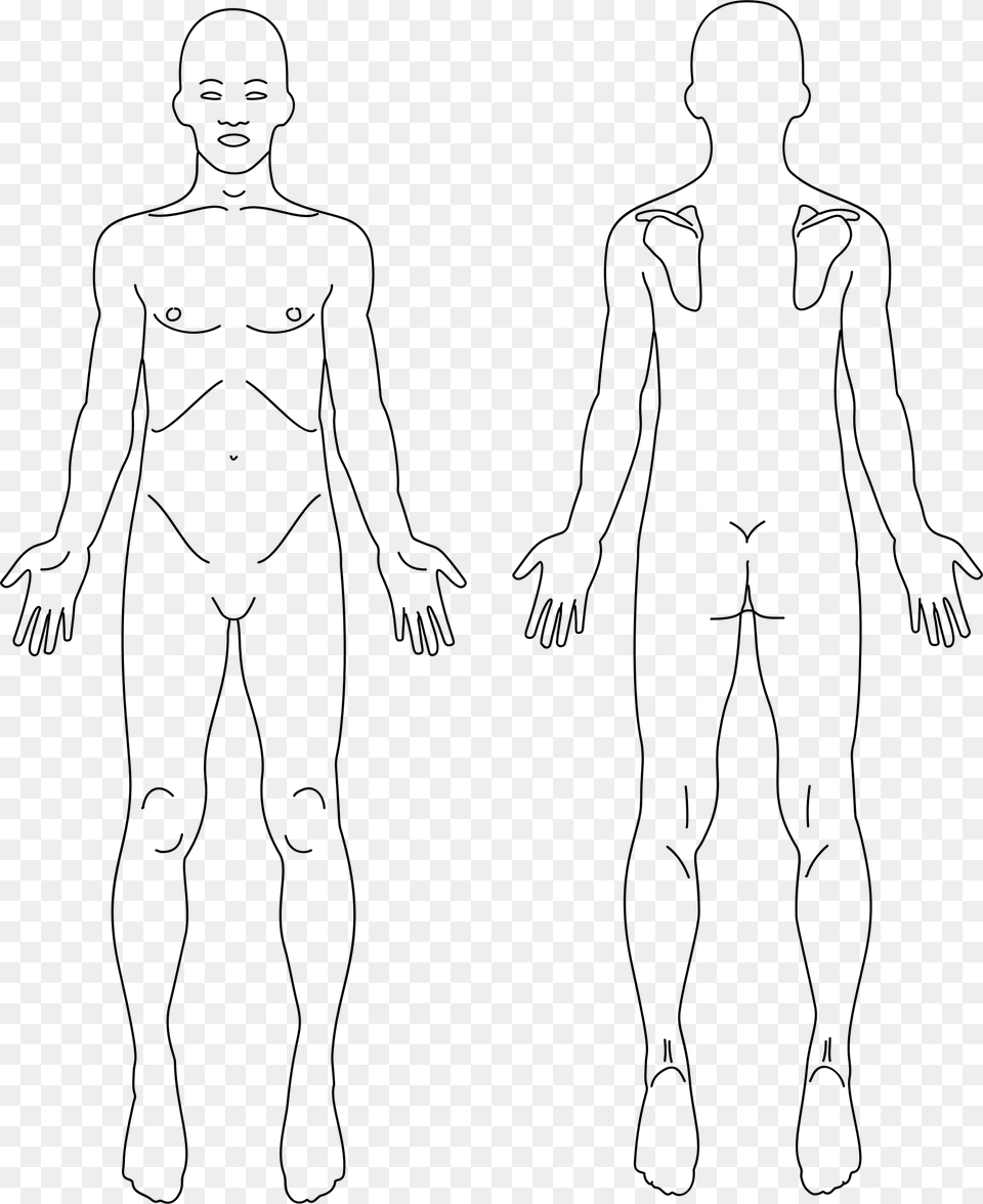 Human Head Anatomy Drawing Anatomy Front And Back, Gray Free Transparent Png