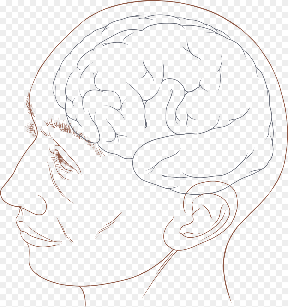 Human Head Diagram, Person, Art, Face, Drawing Png