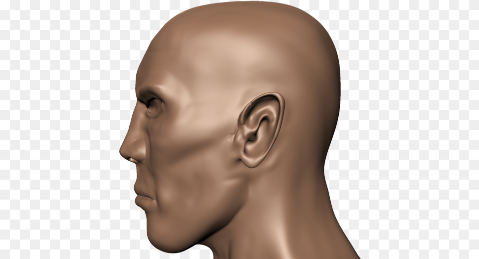 Human Head Face Human Body Skull Head Side View Hd, Body Part, Neck, Person, Adult Free Transparent Png