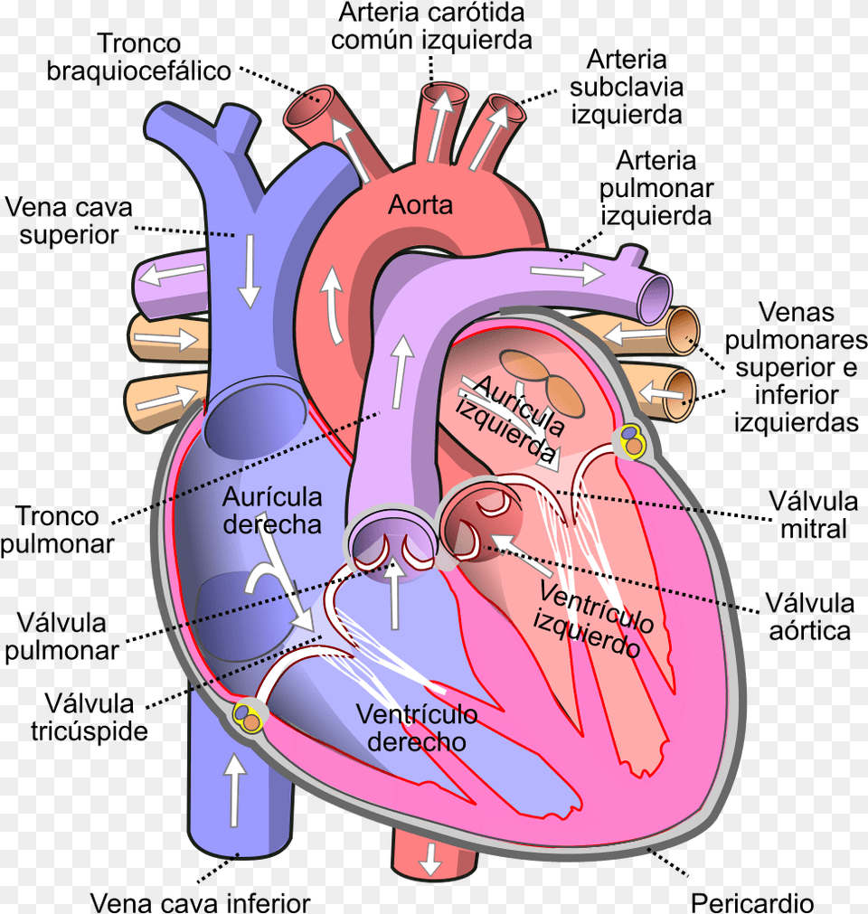 Human Heart, Dynamite, Weapon, Racket Free Png