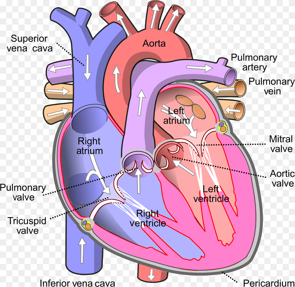 Human Heart, Dynamite, Weapon Free Png Download