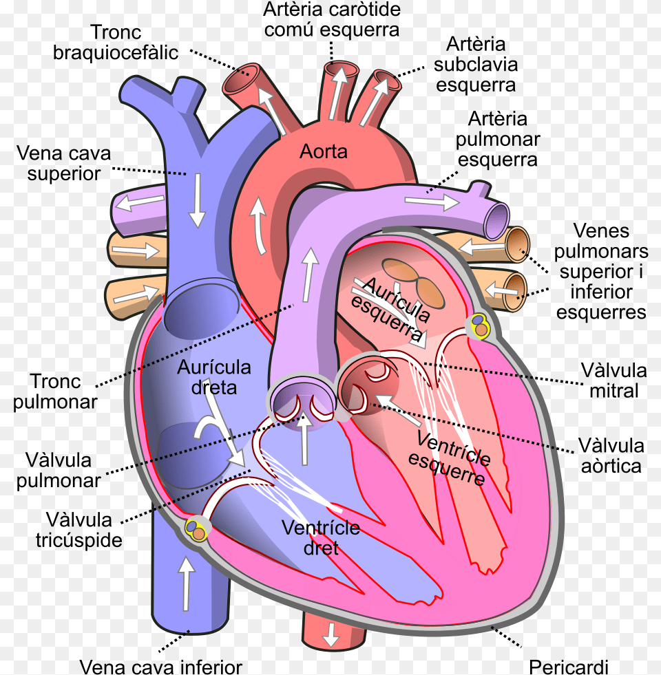 Human Heart, Dynamite, Weapon Free Png