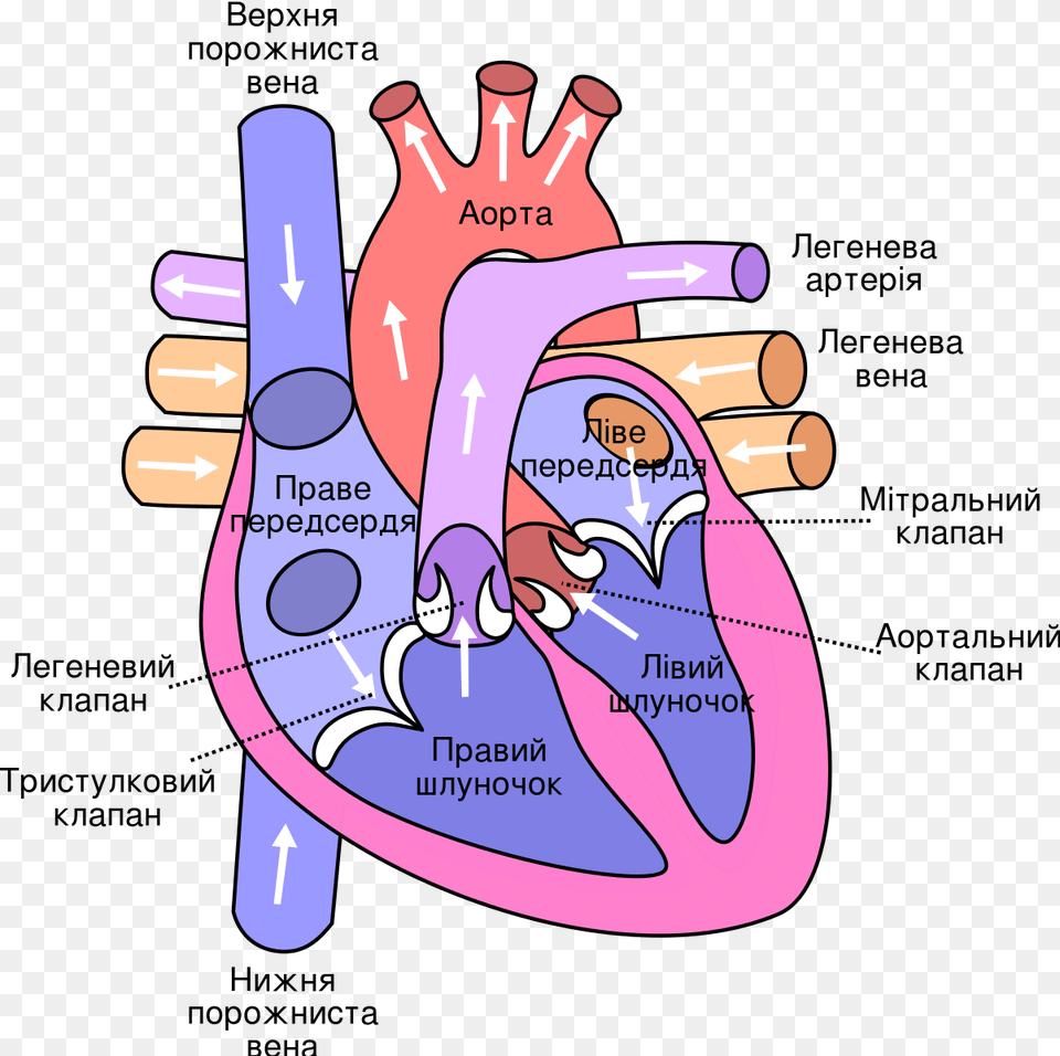Human Heart, Dynamite, Weapon, Massage, Person Png Image